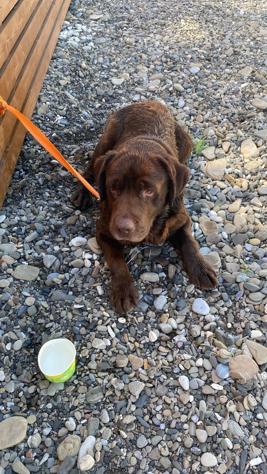 Пропала собака в Сочи — фото объявления