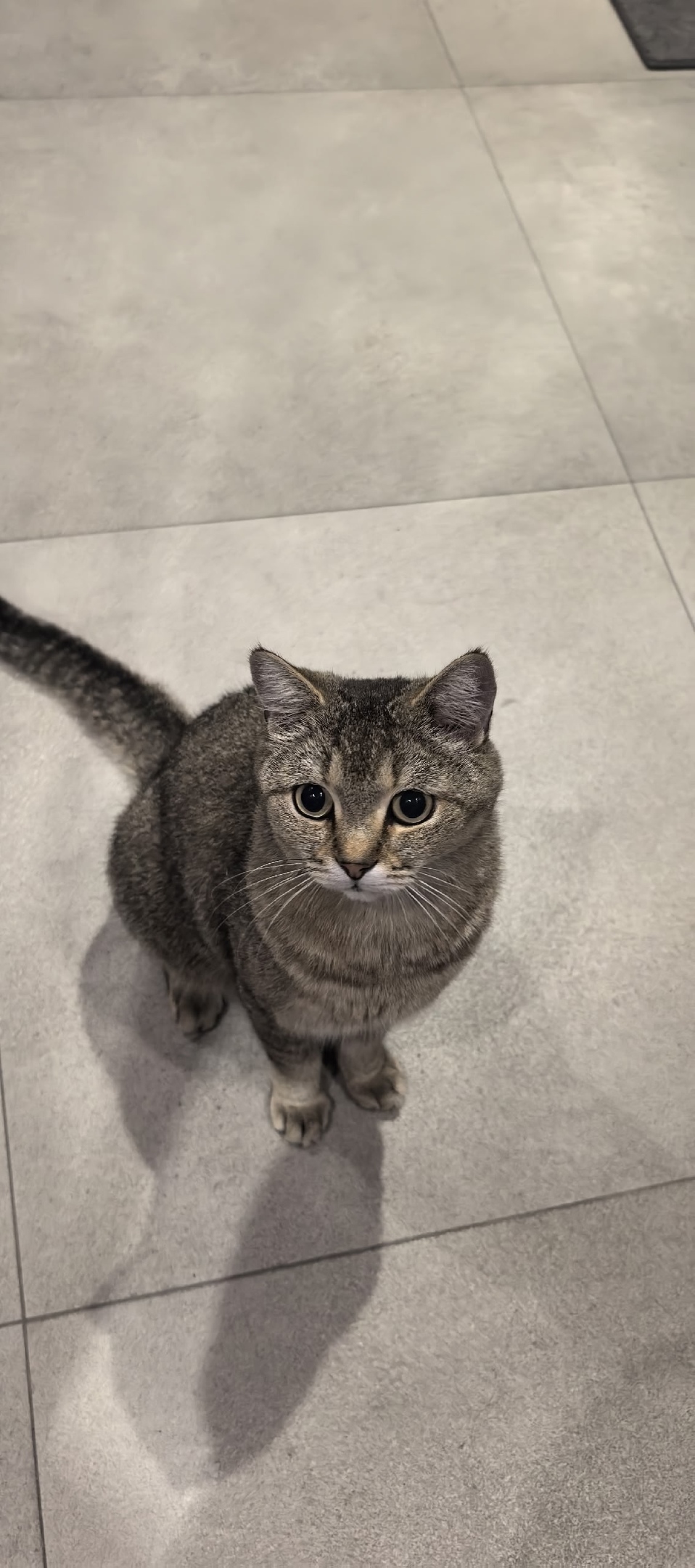 Найдена кошка в Сочи — фото объявления