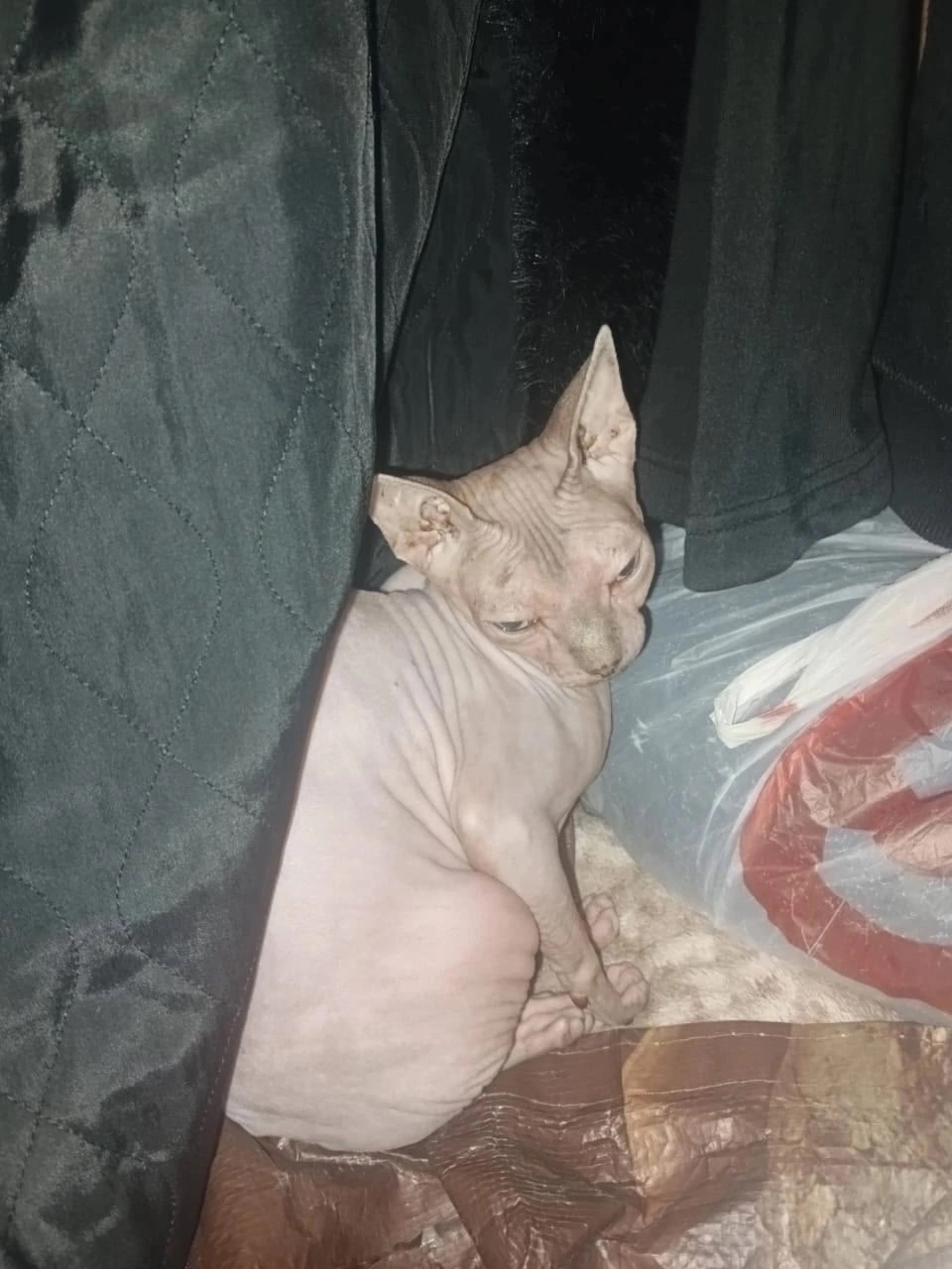 Найдена кошка в Сочи — фото объявления