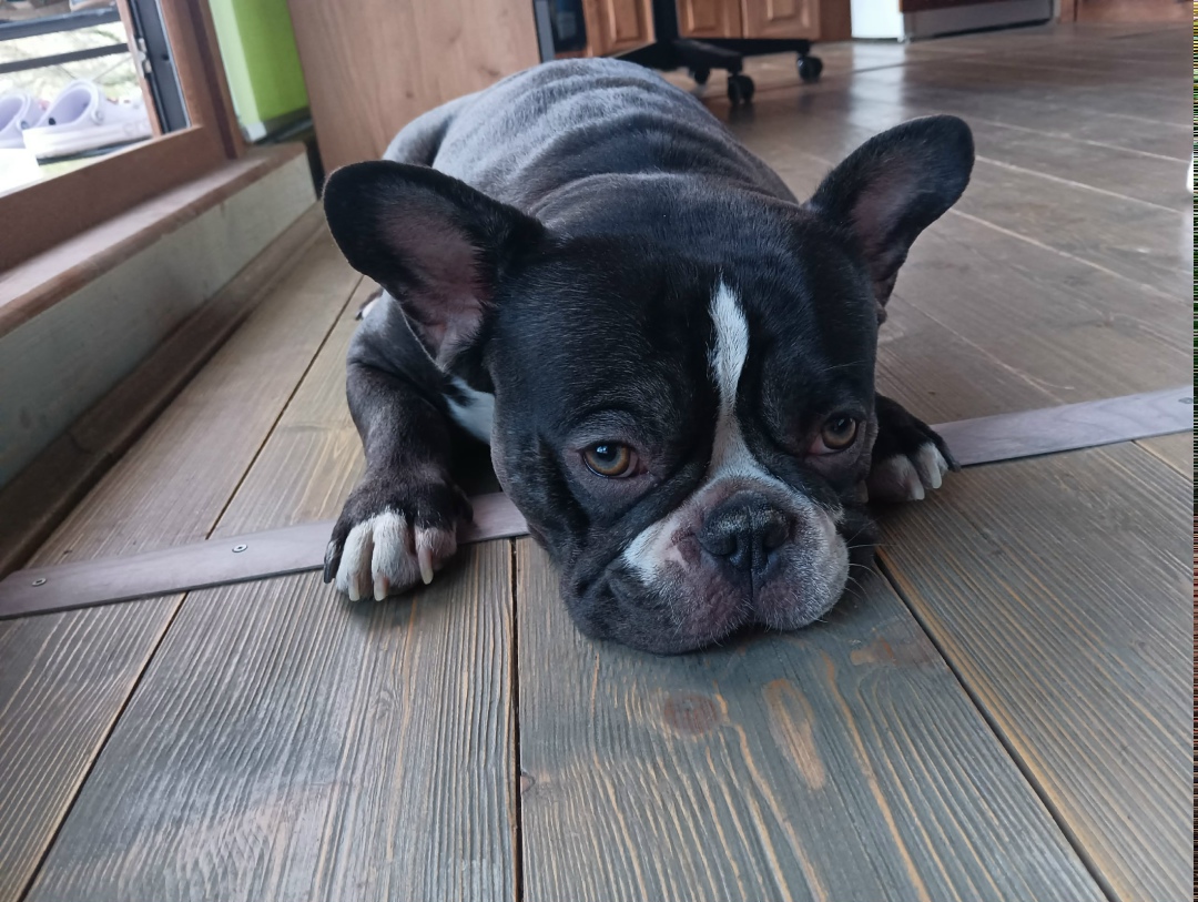 Пропала собака в Сочи — фото объявления