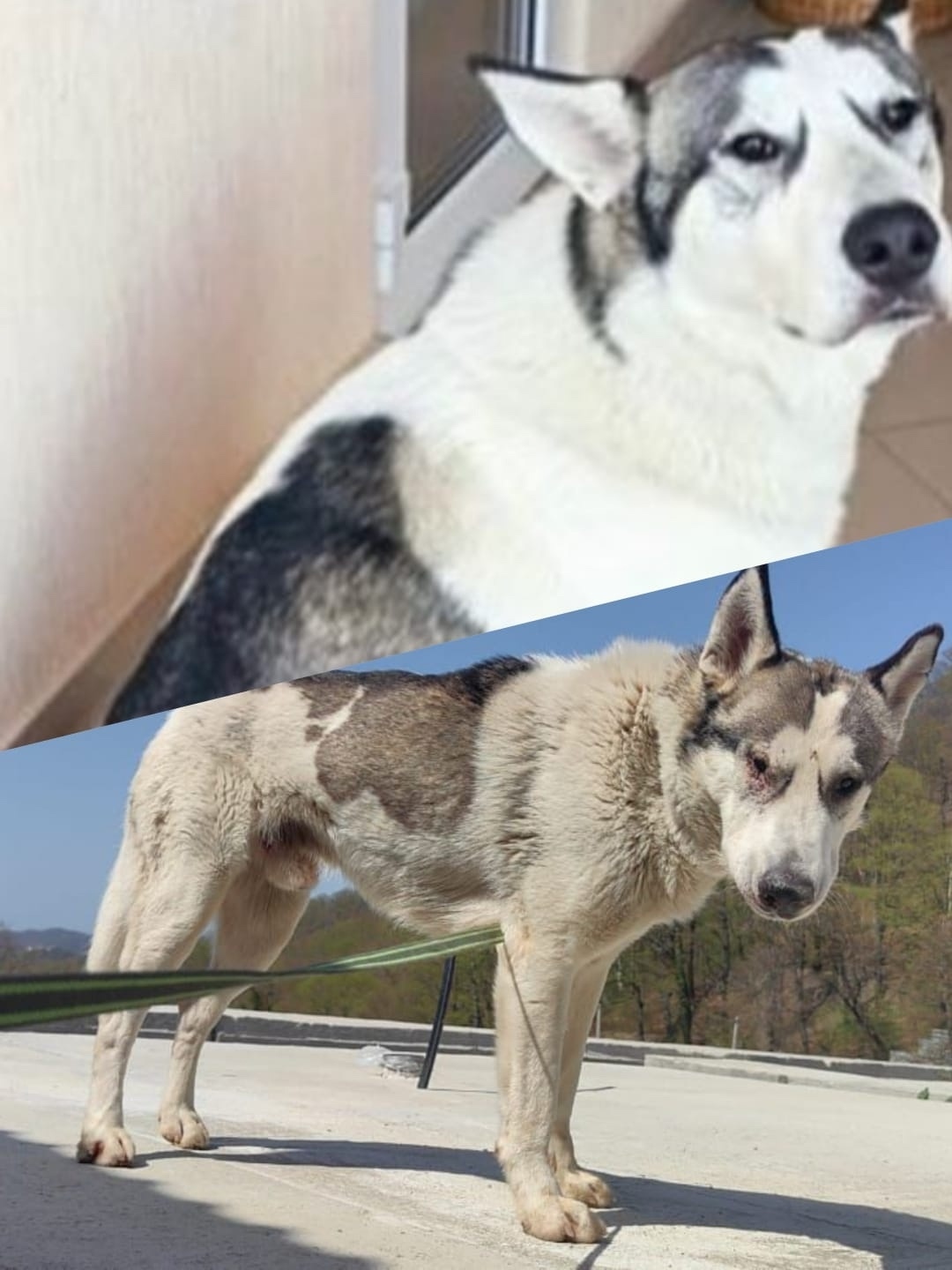 Найдена собака в Сочи — фото объявления