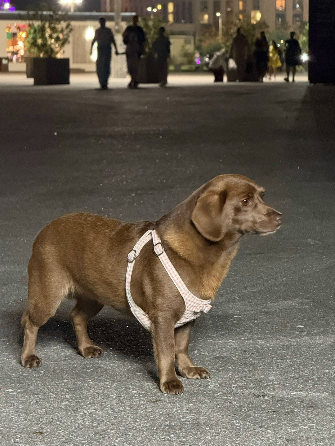 Найдена собака в Сочи — фото объявления