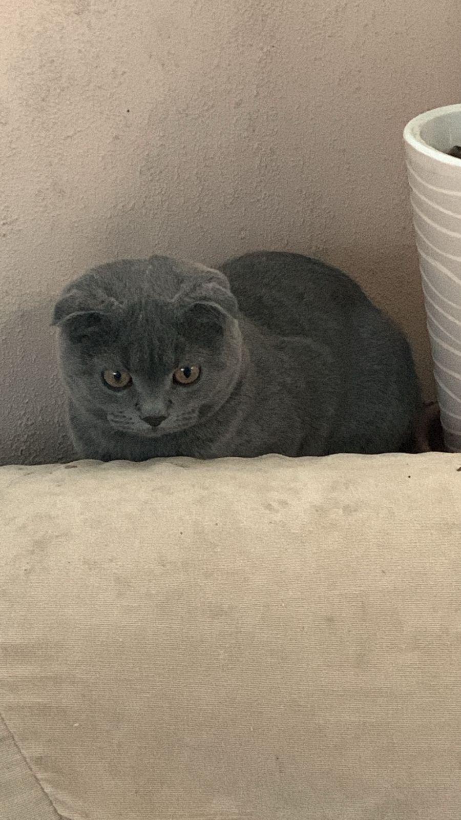 Пропала собака в Сочи — фото объявления