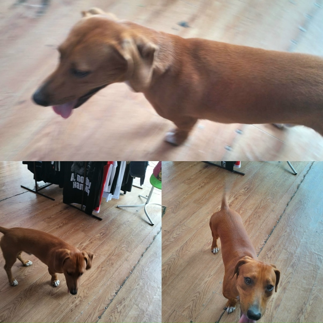 Пропала собака в Сочи — фото объявления