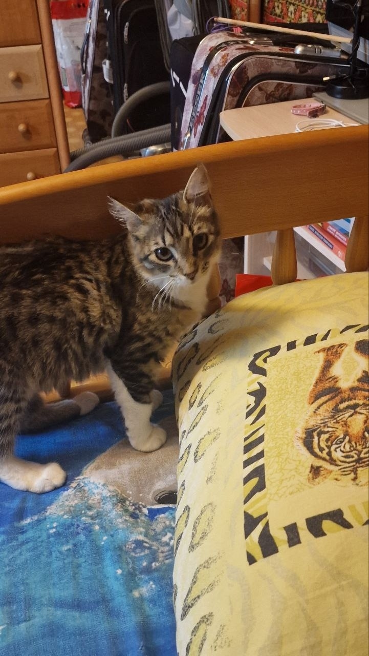 Найдена кошка в Сочи — фото объявления