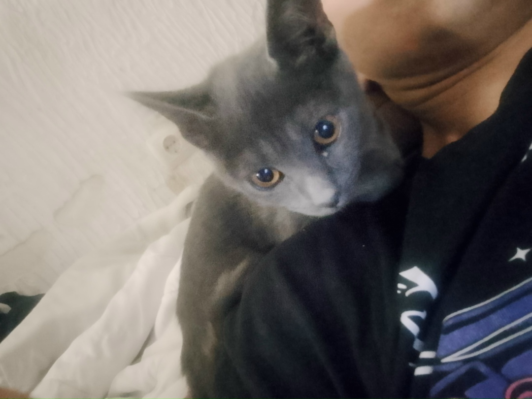 Найдена кошка в Сочи — фото объявления