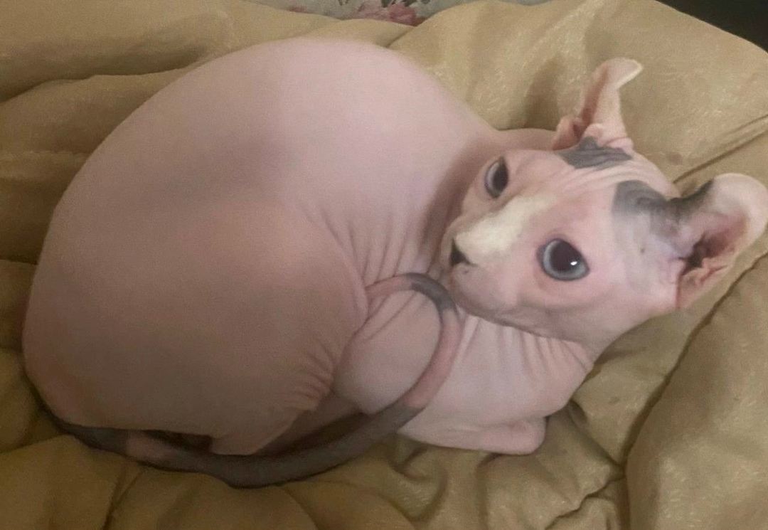 Пропала собака в Сочи — фото объявления