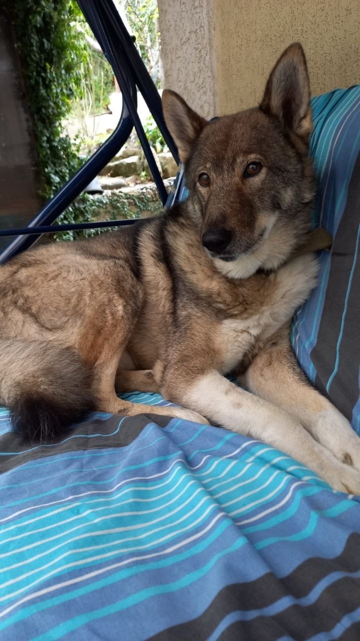 Пропала собака в Сочи — фото объявления