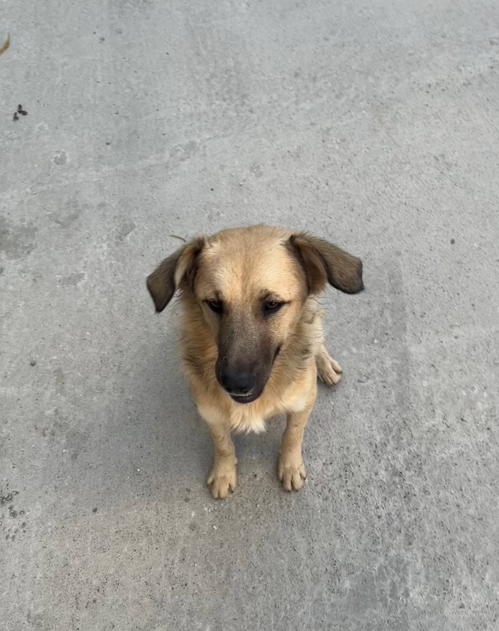 Найдена собака в Сочи — фото объявления