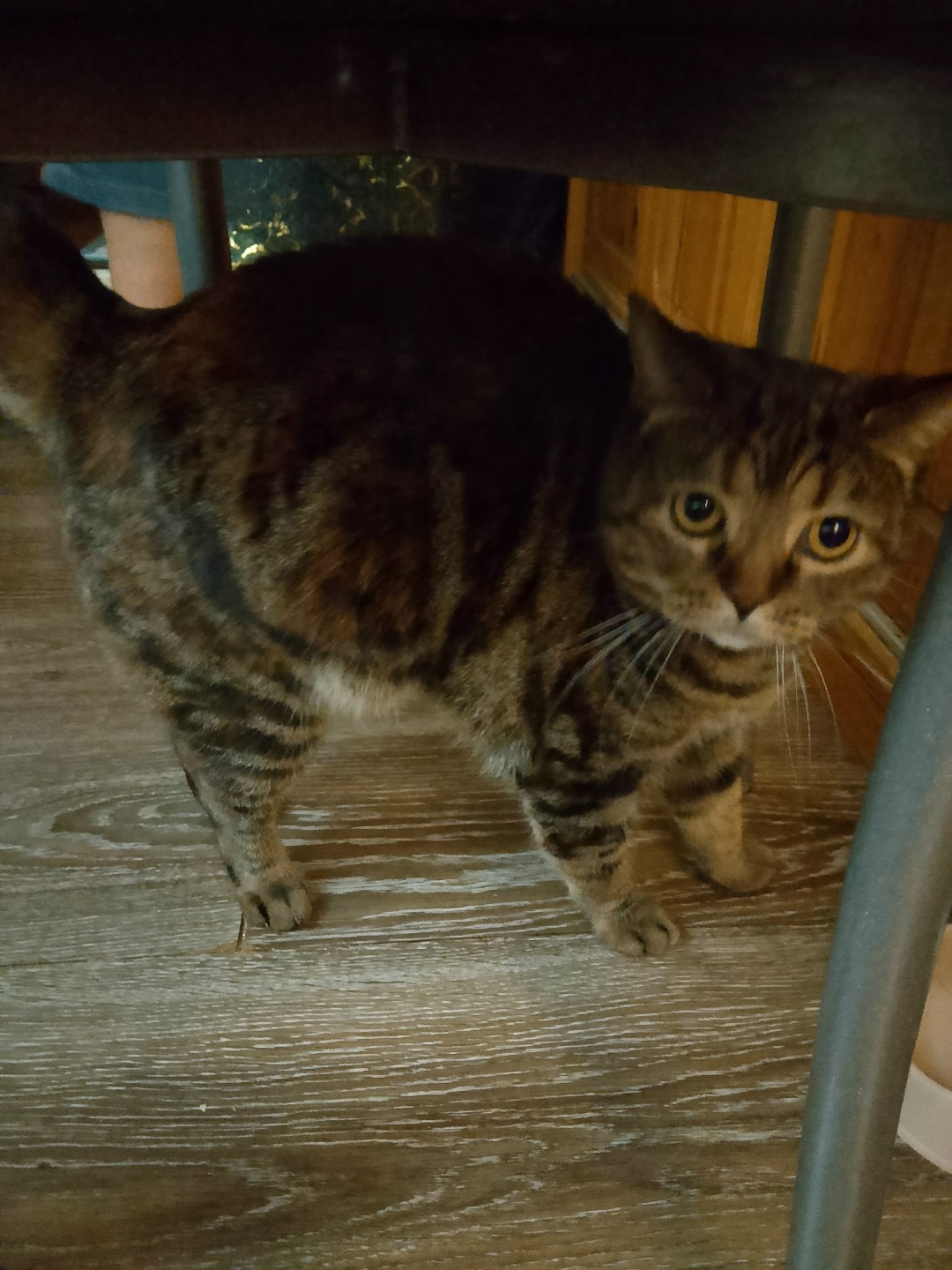 Пропала кошка в Сочи — фото объявления