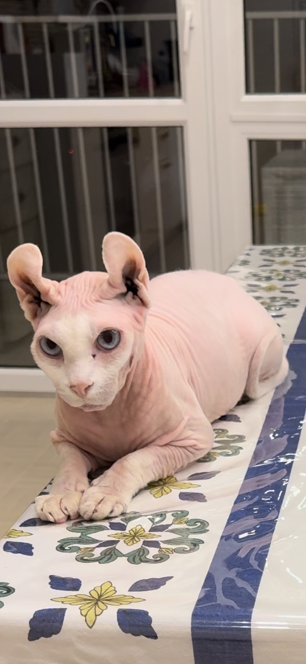 Пропала кошка в Сочи — фото объявления