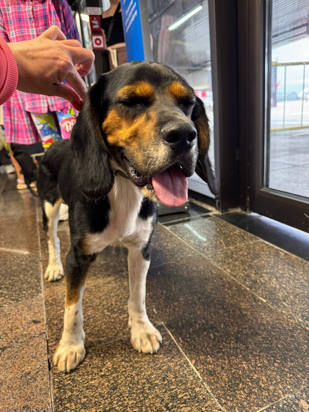 Найдена собака в Сочи — фото объявления