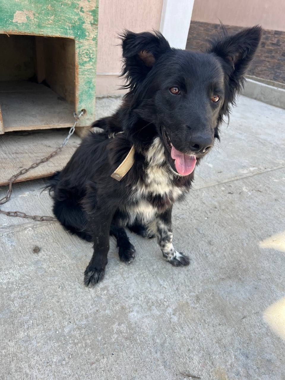 Пропала собака в Сочи — фото объявления