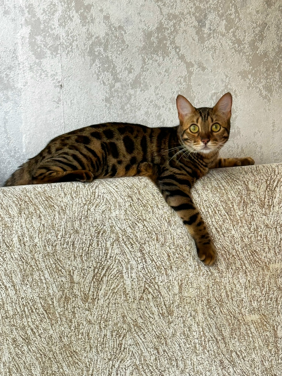 Пропала собака в Сочи — фото объявления