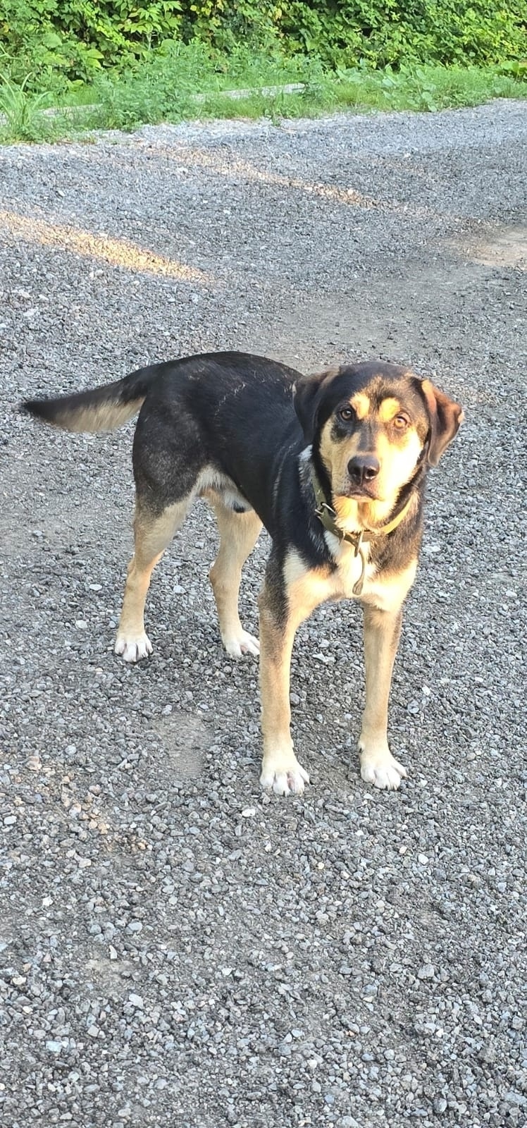 Пропала собака в Сочи — фото объявления