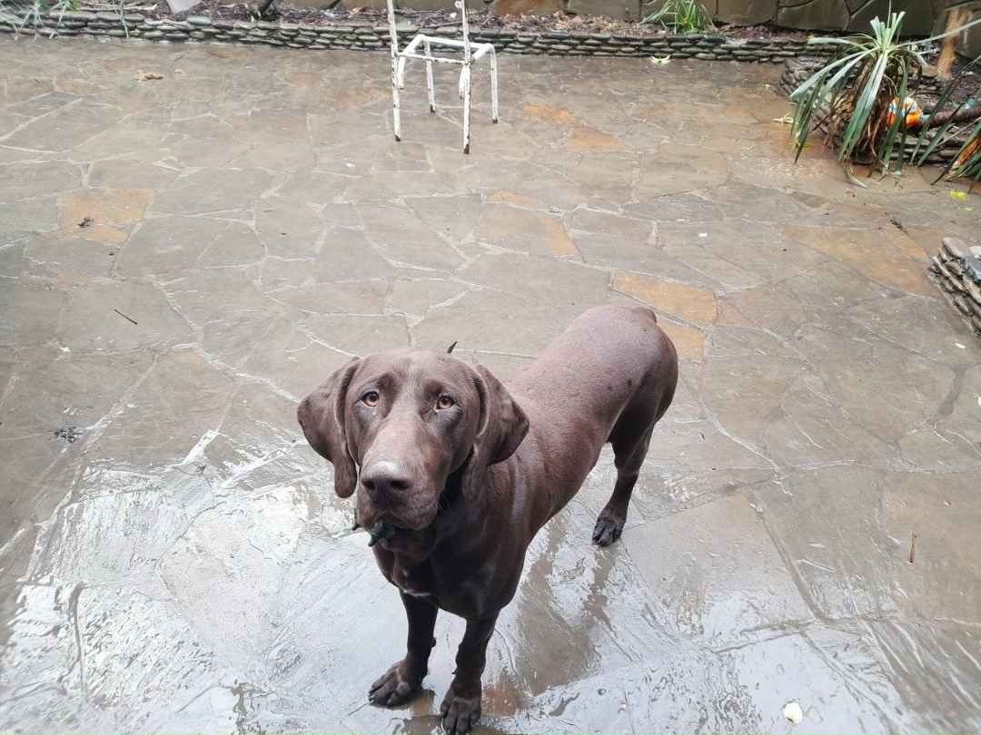 Пропала собака в Сочи — фото объявления