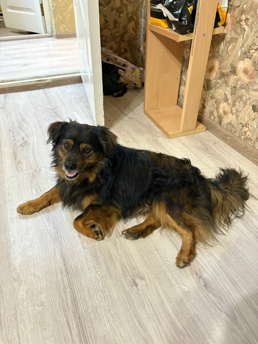 Найдена собака в Сочи — фото объявления