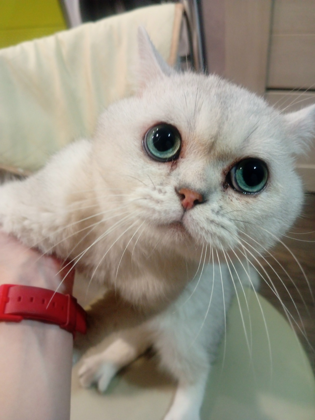 Найдена кошка в Сочи — фото объявления