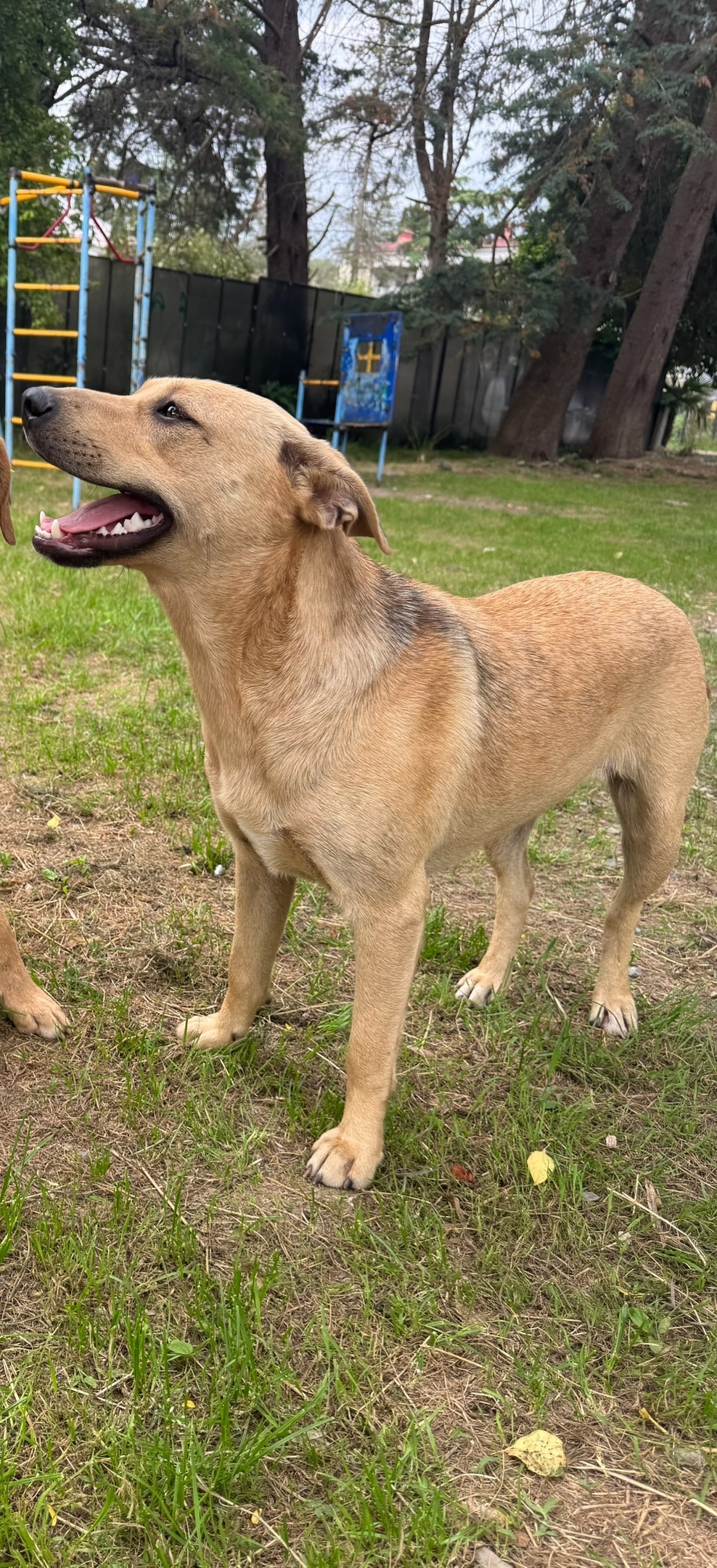 Пропала собака в Сочи — фото объявления