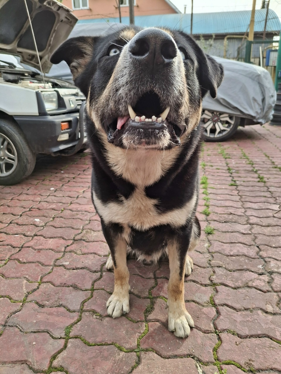 Пропала собака в Сочи — фото объявления