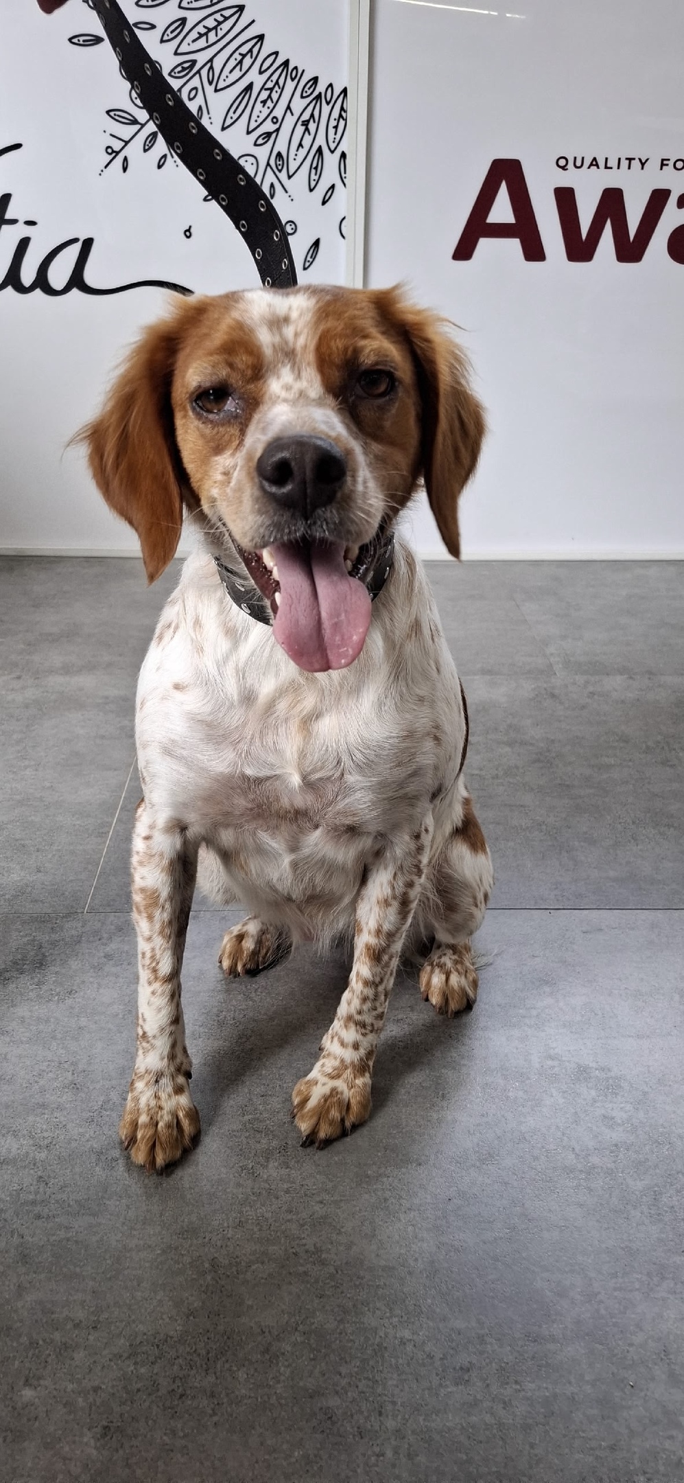 Найдена собака в Сочи — фото объявления