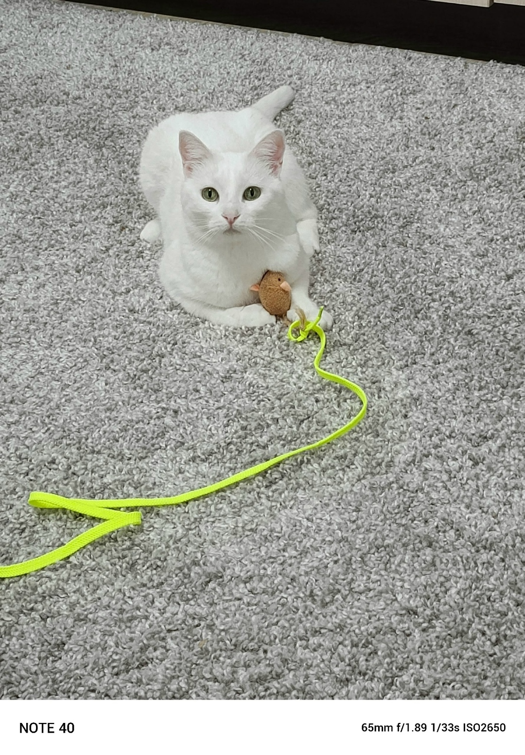 Пропала кошка в Сочи — фото объявления