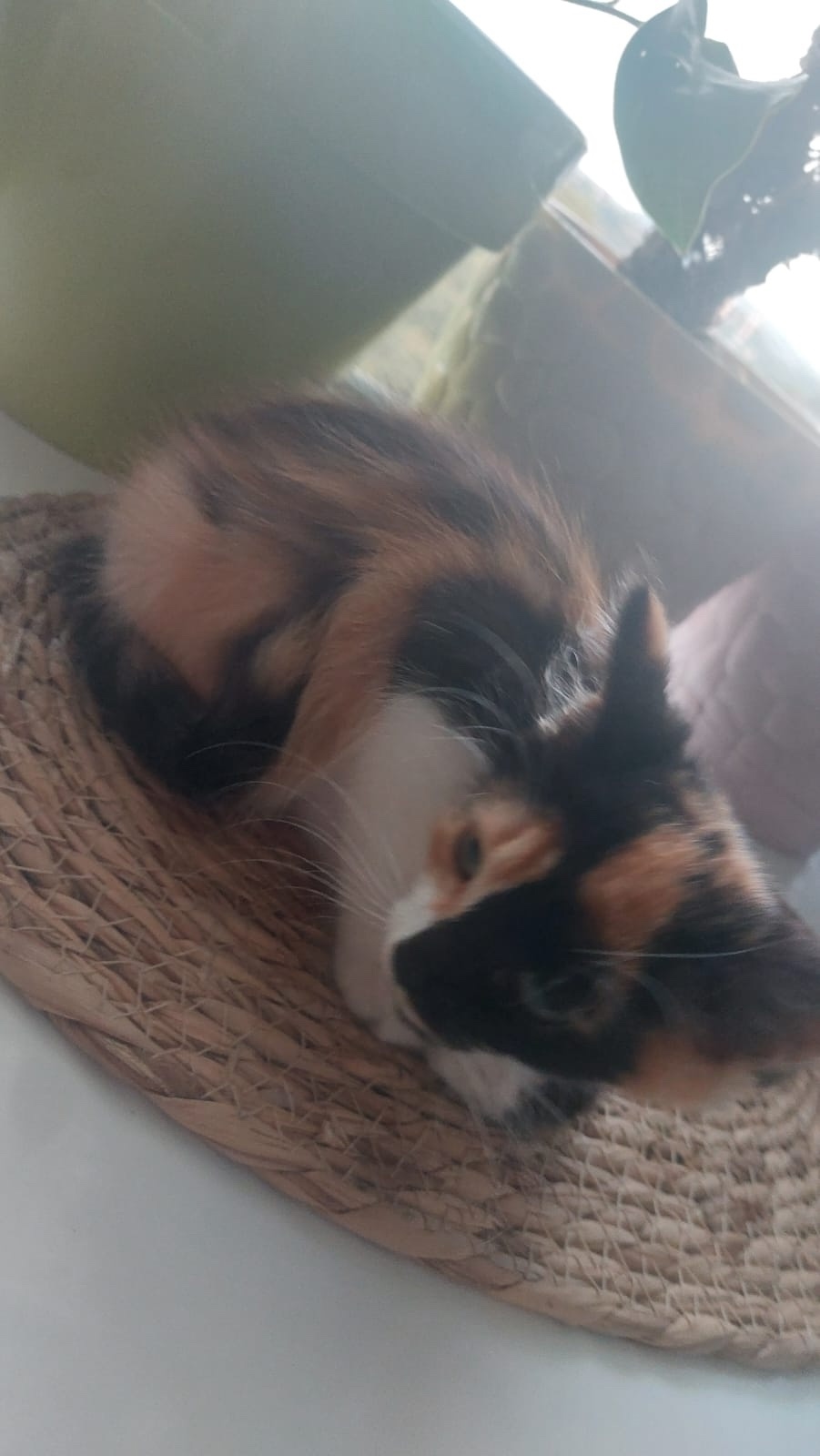 Найдена кошка в Сочи — фото объявления