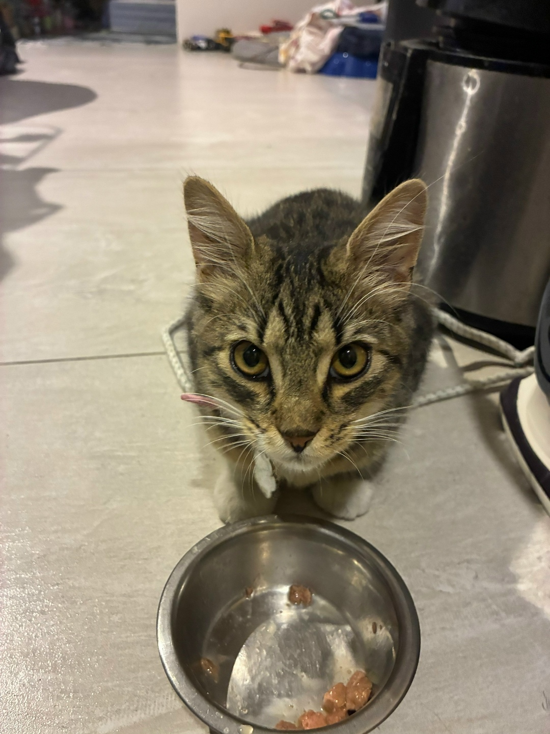 Найдена кошка в Сочи — фото объявления