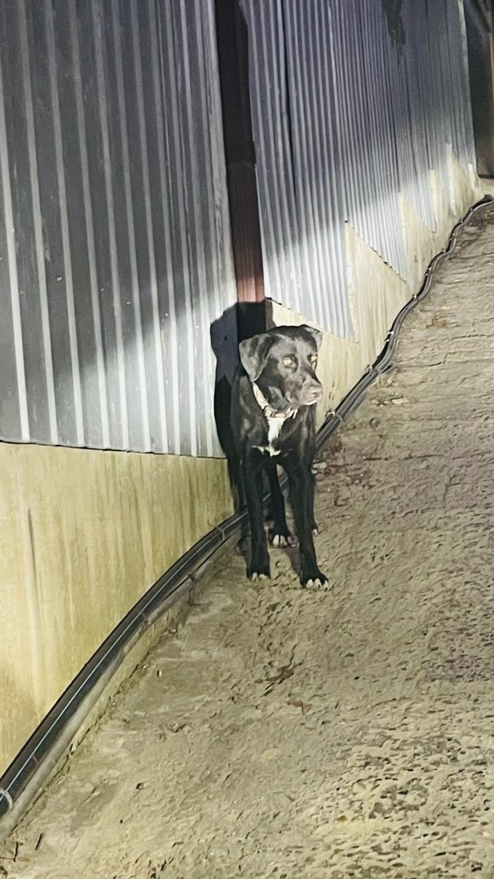 Пропала собака в Сочи — фото объявления