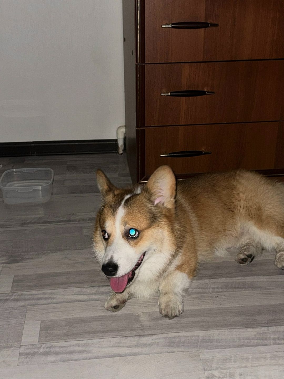 Найдена собака в Сочи — фото объявления