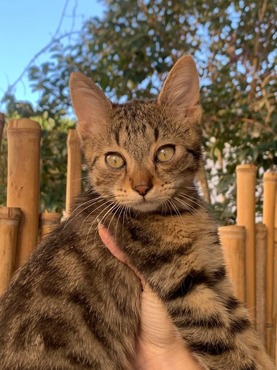 Пропала собака в Сочи — фото объявления