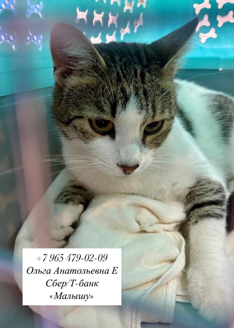 Пропала кошка в Сочи — фото объявления