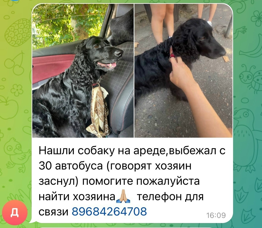 Найдена собака в Сочи — фото объявления