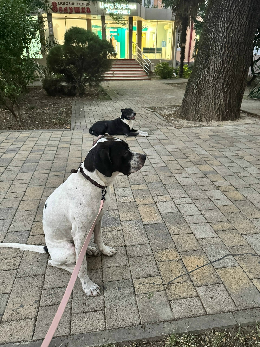 Пропала собака в Сочи — фото объявления