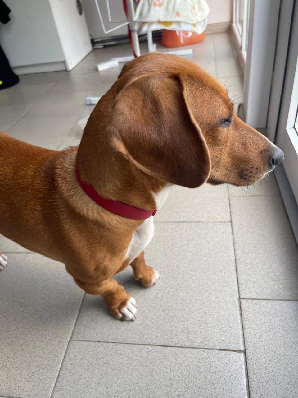 Найдена собака в Сочи — фото объявления