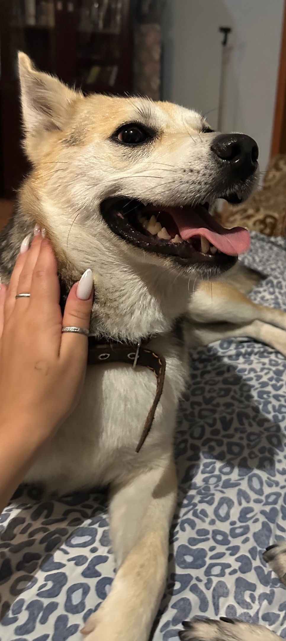 Найдена собака в Сочи — фото объявления