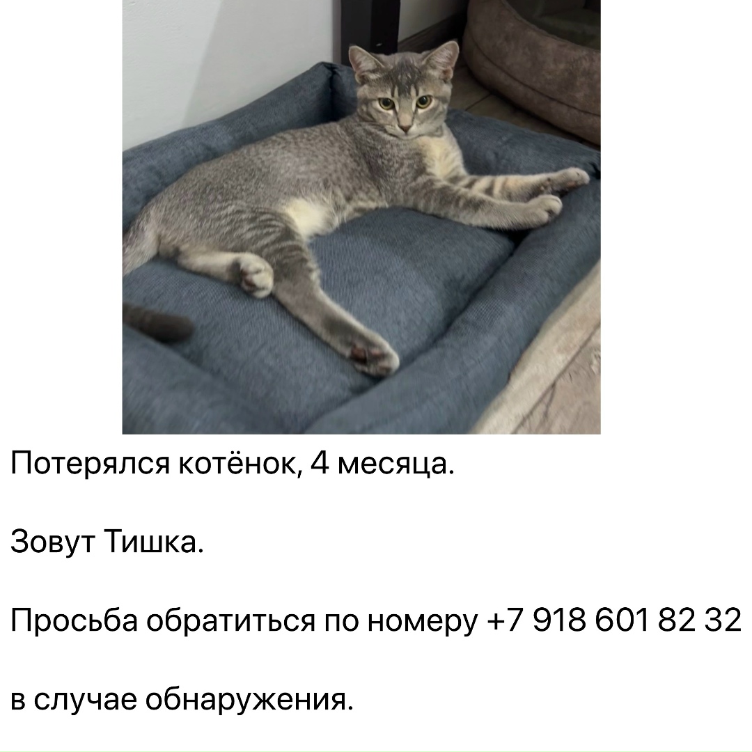 Пропала кошка в Сочи — фото объявления