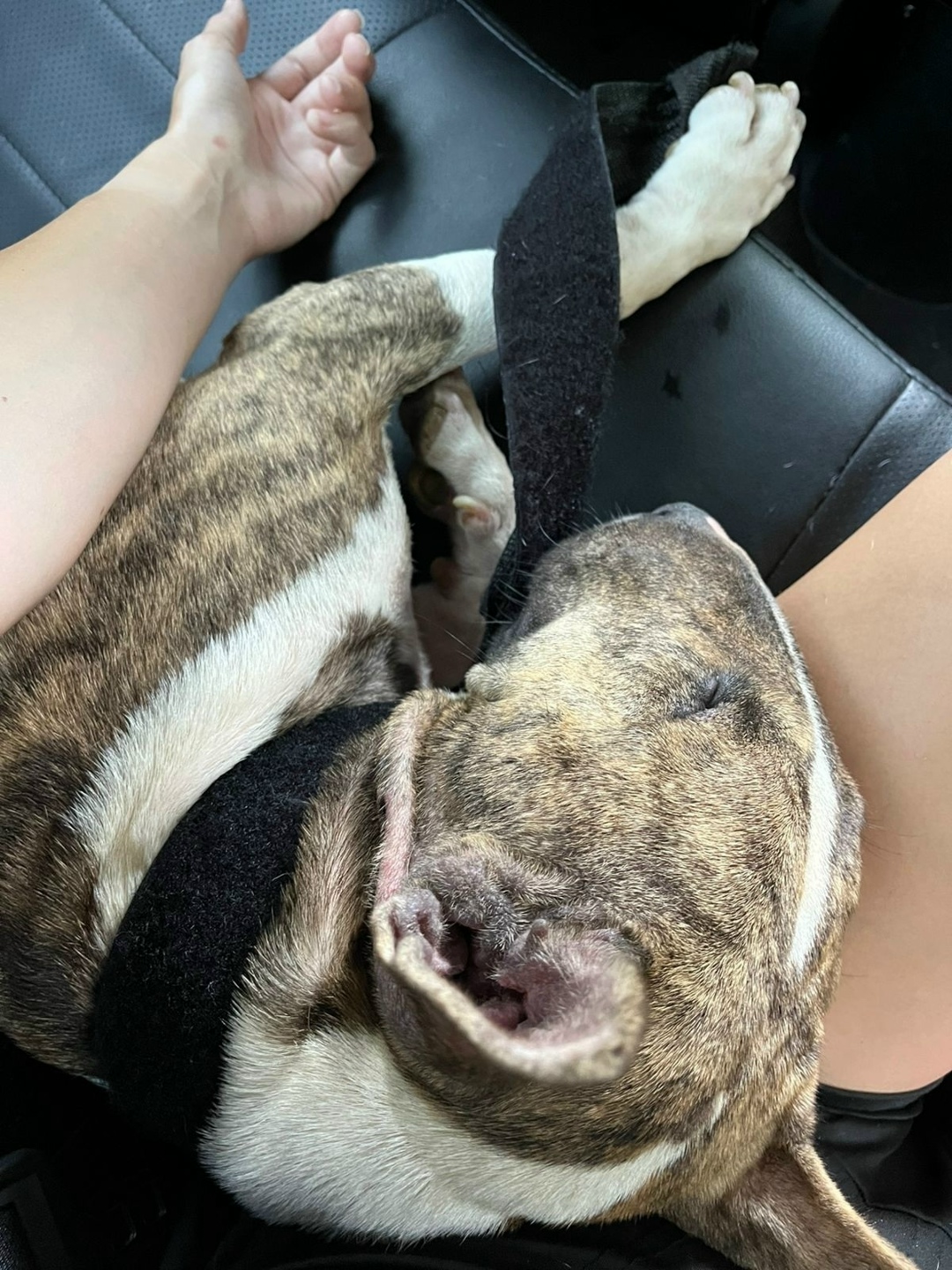 Найдена собака в Сочи — фото объявления