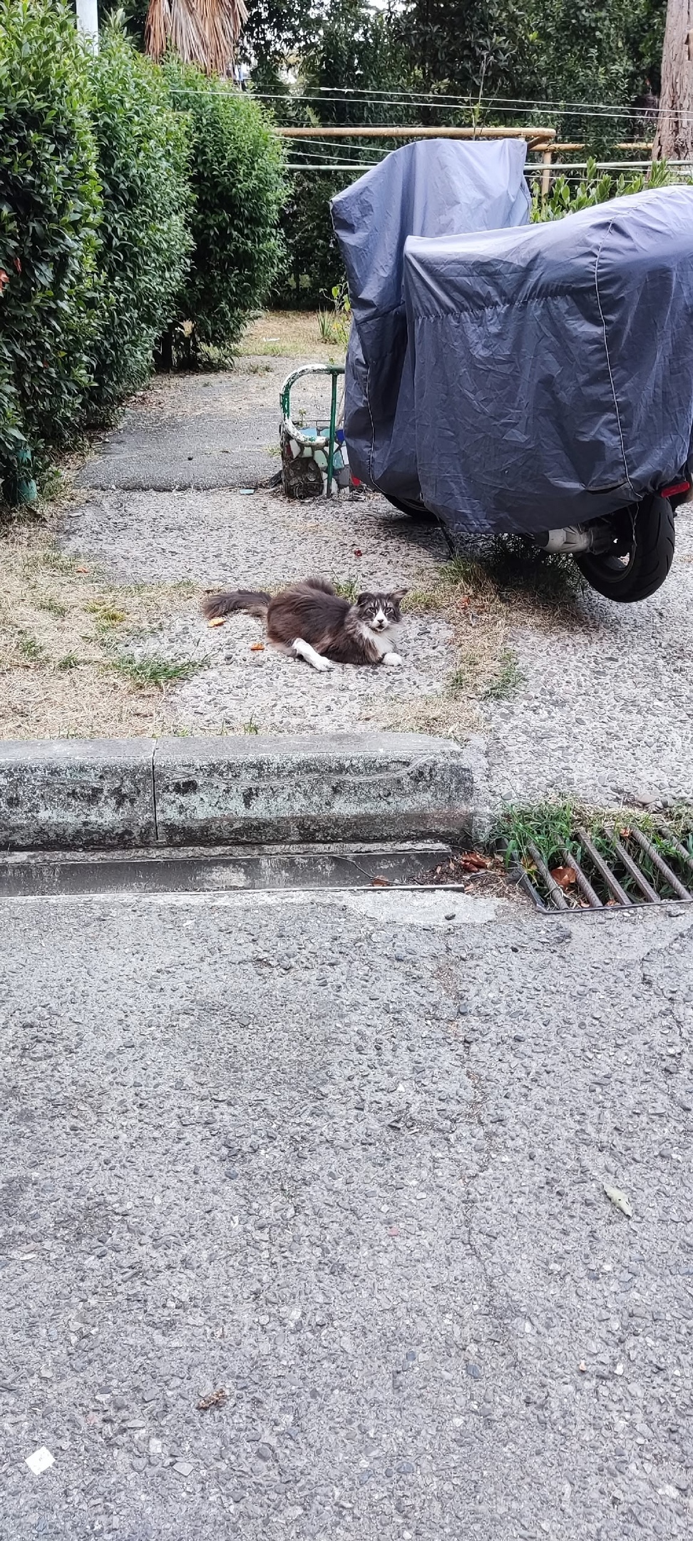 Пропала кошка в Сочи — фото объявления