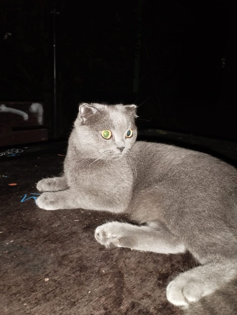 Найдена кошка в Сочи — фото объявления