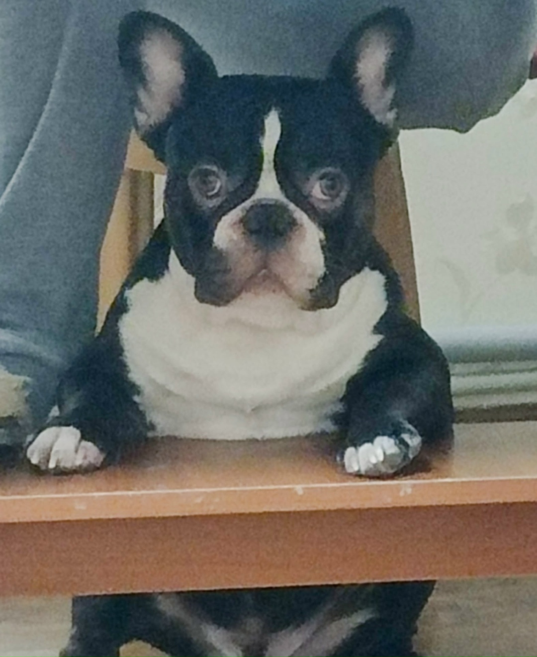 Пропала собака в Сочи — фото объявления