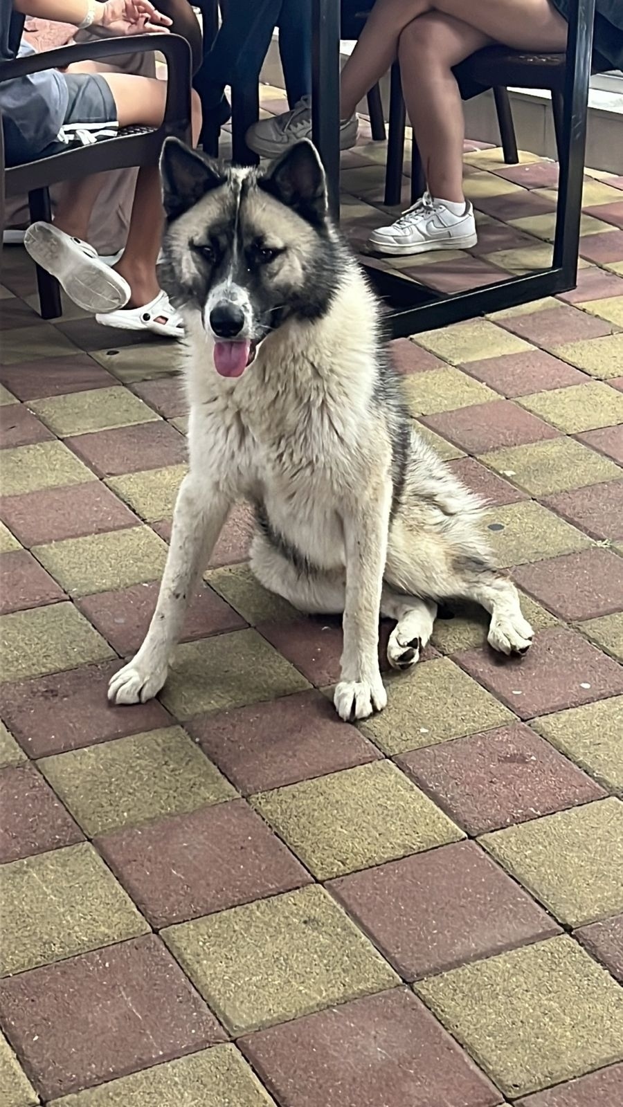 Пропала собака в Сочи — фото объявления