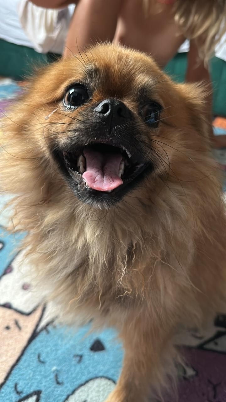 Найдена собака в Сочи — фото объявления