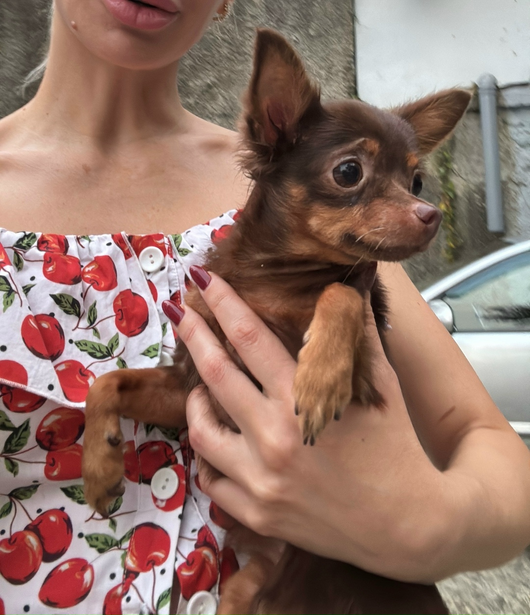 Найдена собака в Сочи — фото объявления