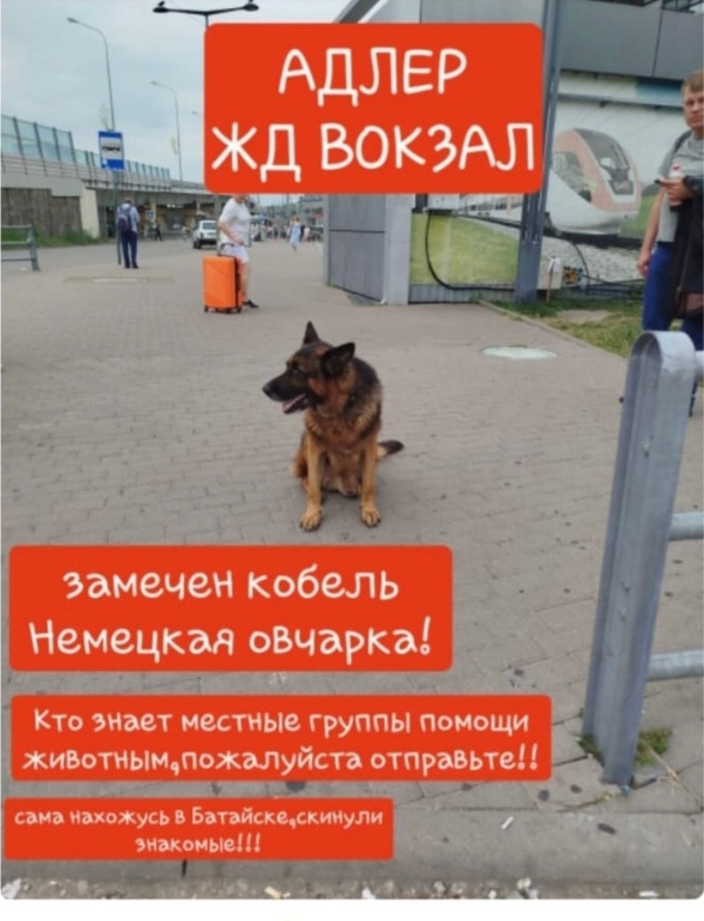 Найдена собака в Сочи — фото объявления