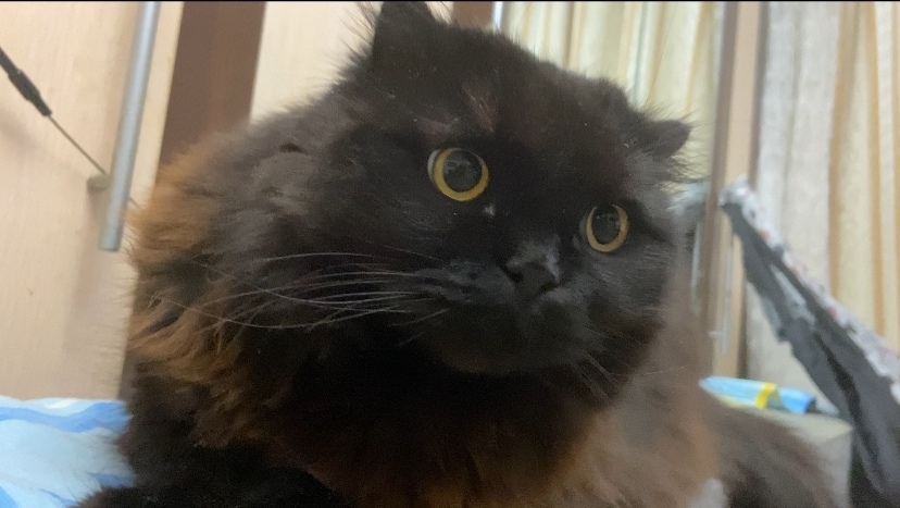 Пропала кошка в Сочи — фото объявления