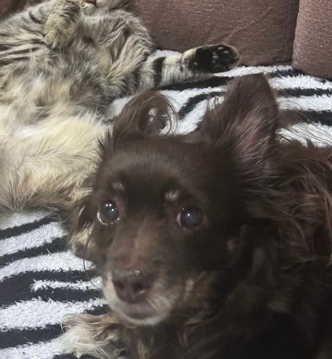 Пропала собака в Сочи — фото объявления