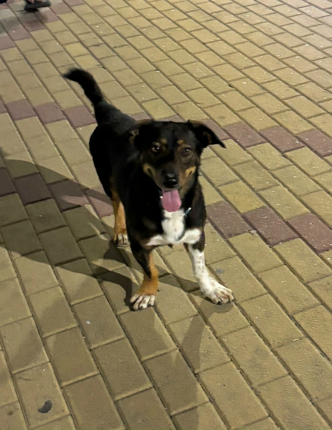 Найдена собака в Сочи — фото объявления