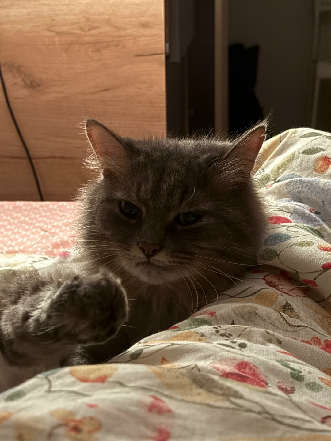 Пропала кошка в Сочи — фото объявления