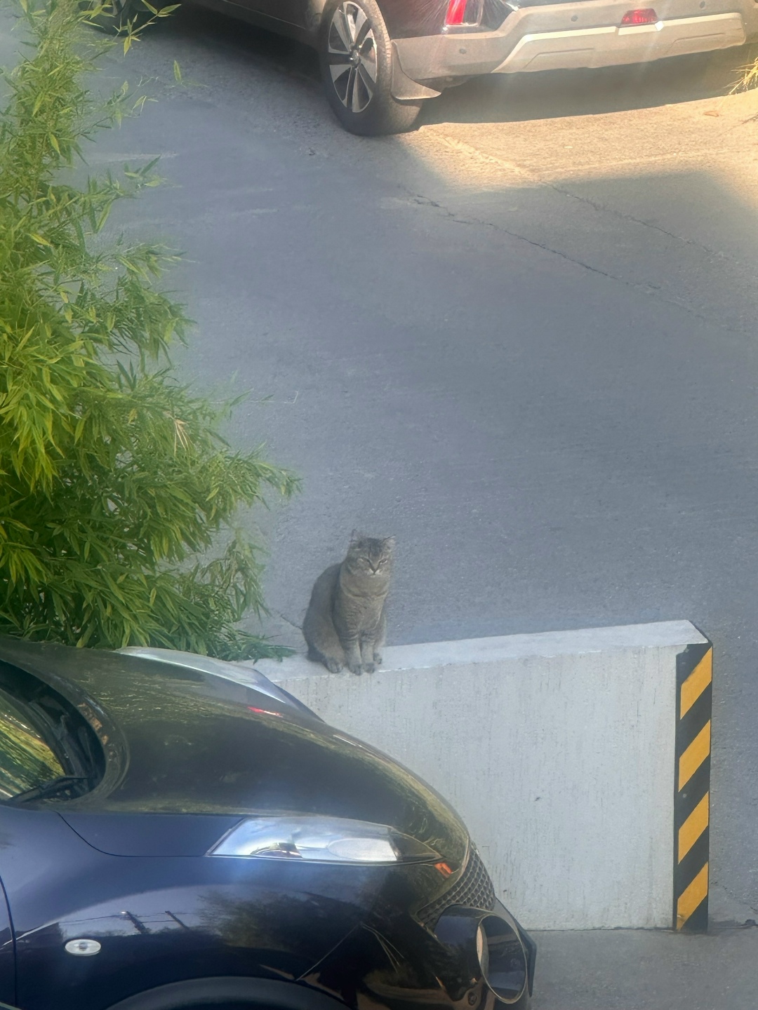 Пропала кошка в Сочи — фото объявления